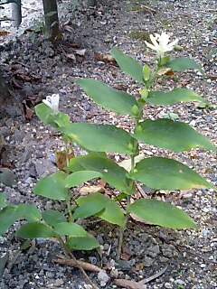 白花杜鵑