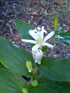白花杜鵑