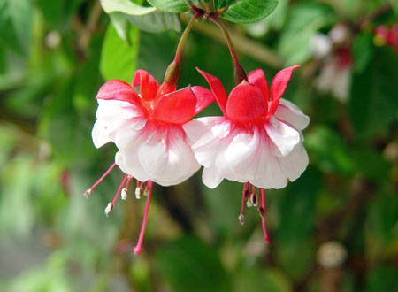チベットの花