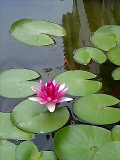 モネが愛した睡蓮