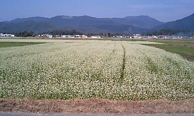蕎麦の花