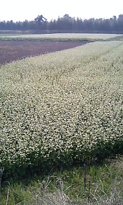 蕎麦の花