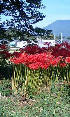 彼岸花