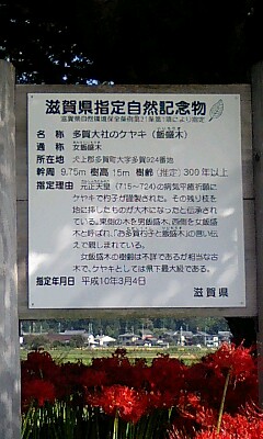 多賀の欅の説明看板