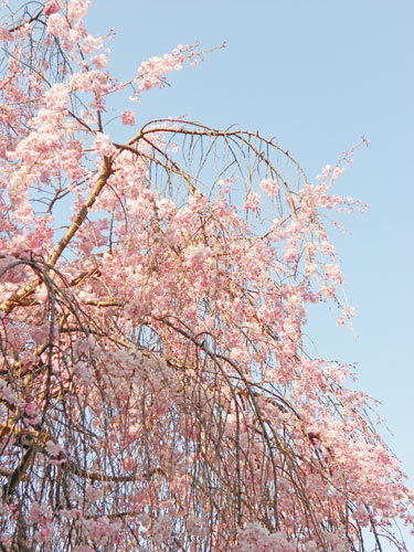 0402_005sakura.jpg