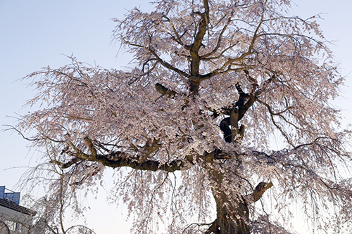 201944-円山公園_190404_0001.jpg