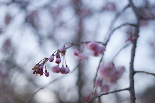 201944-円山公園_190404_0002.jpg