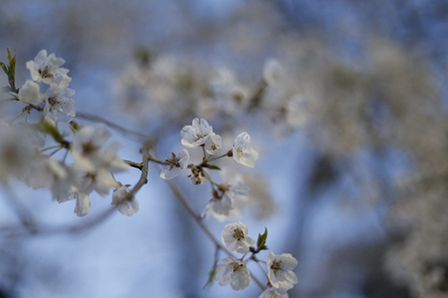 201944-円山公園_190404_0003.jpg