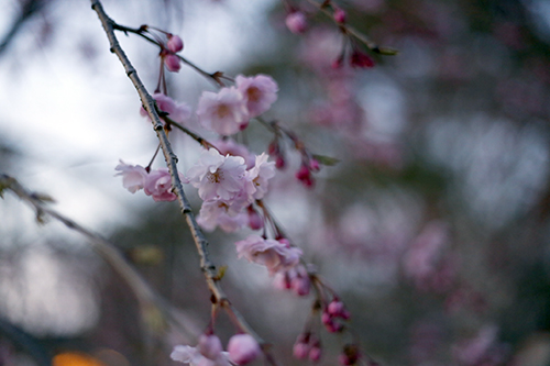 201944-円山公園_190404_0007.jpg