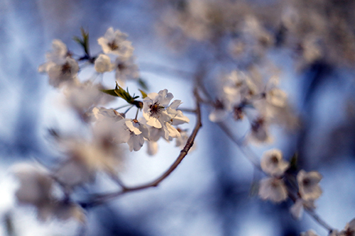 201944-円山公園_190404_0008.jpg