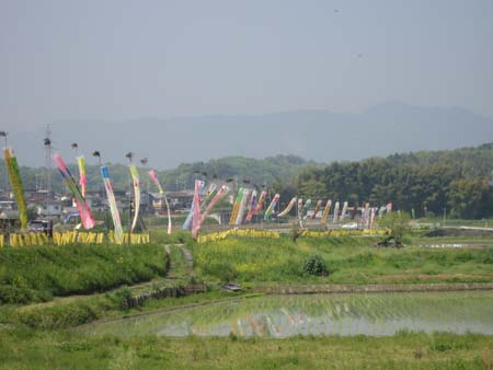 真野川の鯉のぼり