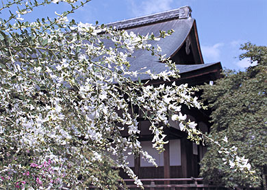 美しい萩の花_天龍寺