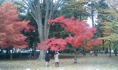 御苑内には、紅葉の木がたくさんあります