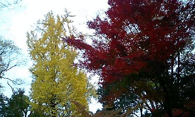 紅葉とイチョウの大木