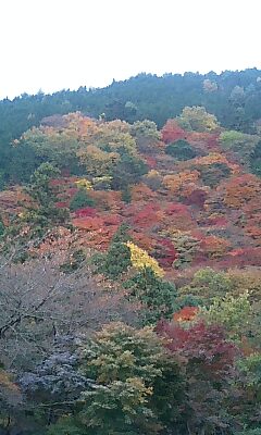 色とりどりの照り葉