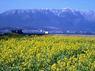 菜の花畑と比良の雪山