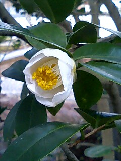 祥瑞寺に咲く白い椿