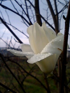 雨に濡れた白木蓮の花