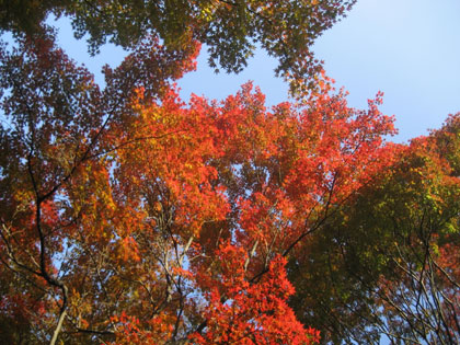 霊鑑寺の紅葉