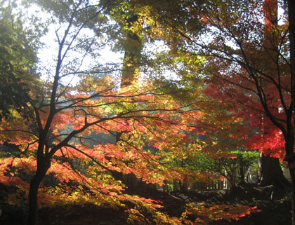 光に透ける紅葉