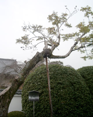 山号の由来となった木