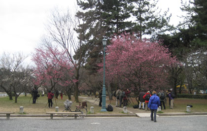 京都御苑の梅　満開の木は主役！