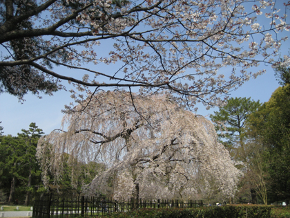 京都御苑　小川の糸桜