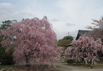 上品蓮台寺