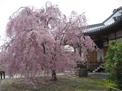 上品蓮台寺