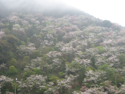 石鎚山の桜