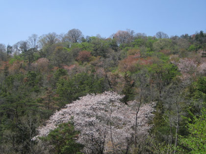 美しい山に囲まれた本山です