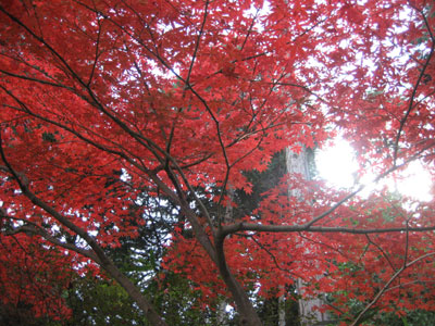 紅葉美しい野村美術館界隈