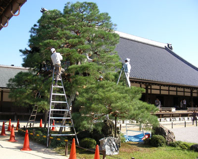 天龍寺の松