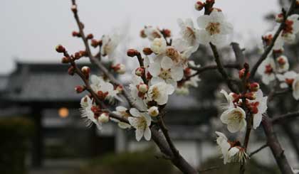 寒苦に耐えて咲く