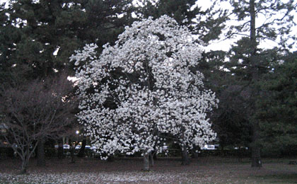 白木蓮の大木