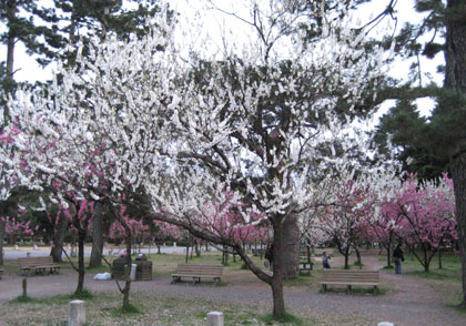 京都御苑の桃