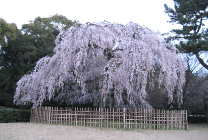 京都御苑　小川の糸桜