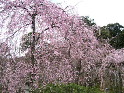 天龍寺のしだれ桜