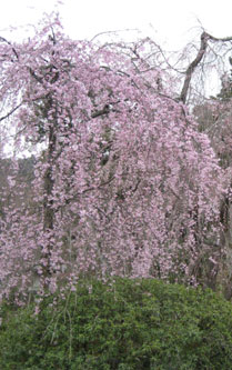 天龍寺のしだれ桜