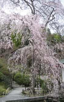 天龍寺のしだれ桜