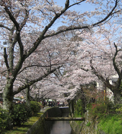 哲学の道の桜