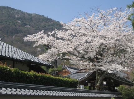 天龍寺の桜