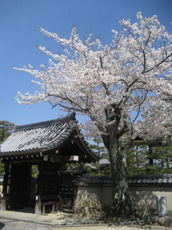 天龍寺の桜