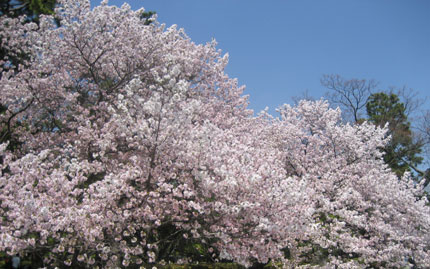 御苑の八重桜
