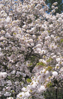 ぼんぼりのような桜