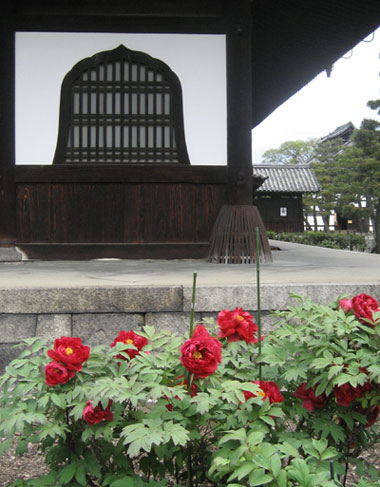 建仁寺の芍薬