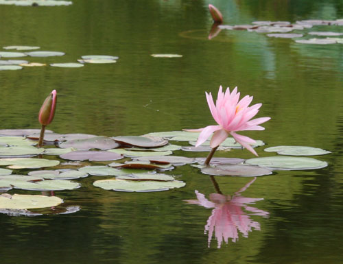 睡蓮の花