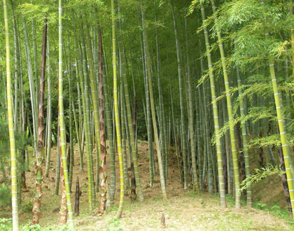 天龍寺の竹薮