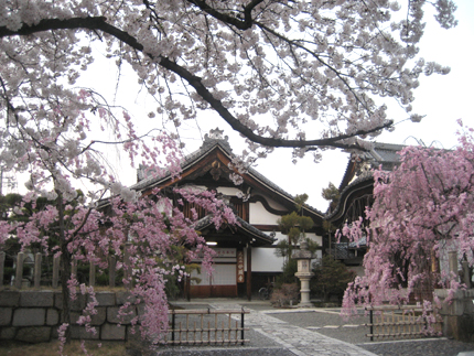 桜の頃の妙顕寺
