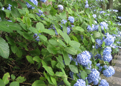 紫陽花_比叡山